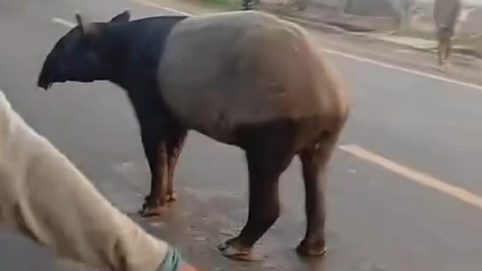 Viral! Tapir Sumatera Berkeliaran di Jalinsum Mesuji, BKSDA Lampung Turun Tangan