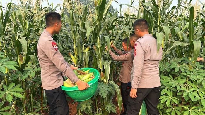 Panen Jagung di Lahan Mako, Brimob Polda Metro Jaya Dukung Asta Cita Ketahanan Pangan