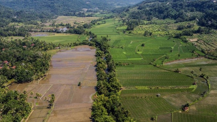 Pemerintah Kebut Penetapan LP2B untuk Selamatkan Lahan Sawah di Ciamis