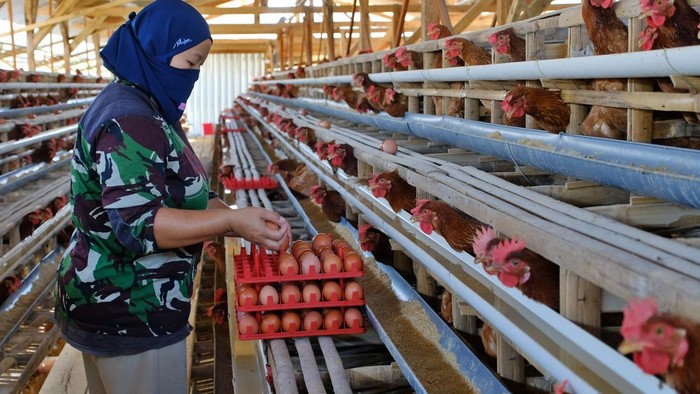 Harga Telur di Temanggung Anjlok ke Rp17.000–Rp18.000 per Kg