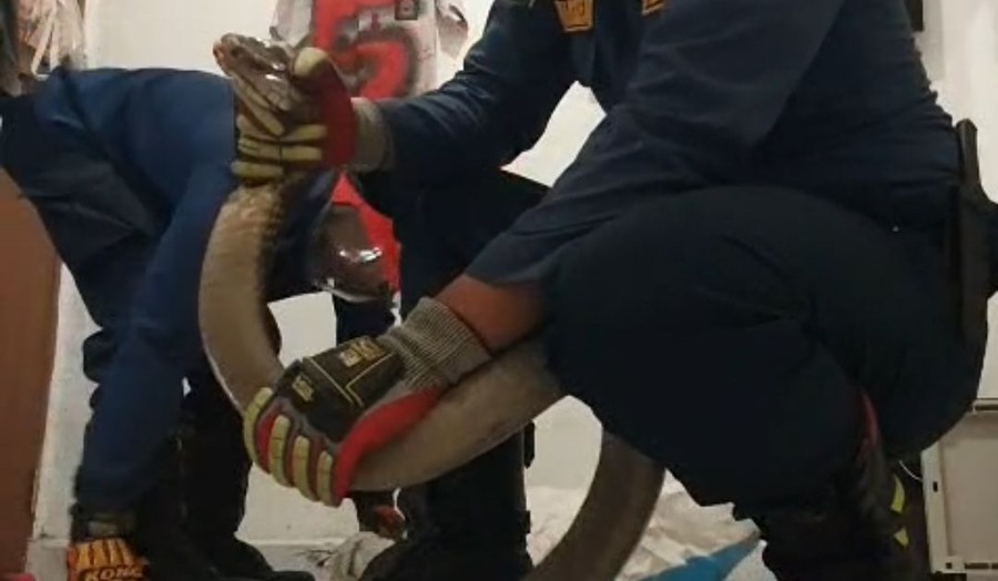 Hiii... King Cobra 3 Meter Masuk Rumah Warga di Bogor, Damkar Turun Tangan
