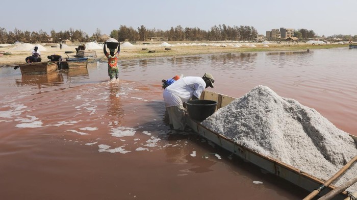 Mengais Emas Putih dari Danau Pink Ikonik