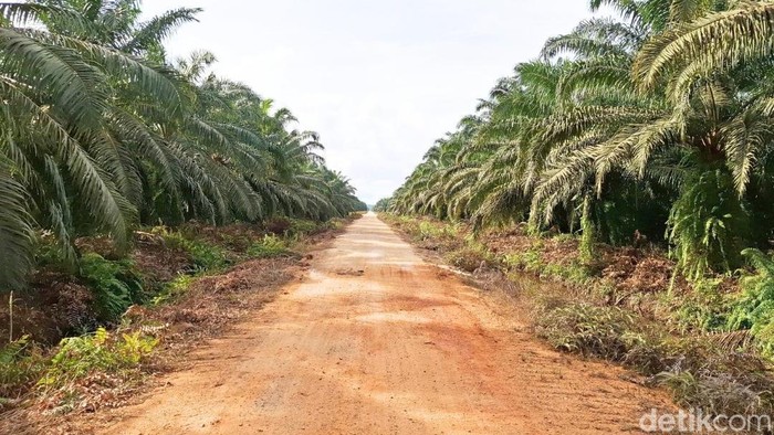 PT Agrinas Palma Nusantara Ditugaskan Garap 4,1 Juta Ha Lahan Perkebunan