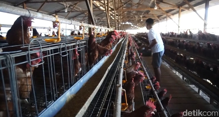 Danantara Gelontorkan Rp 5 Triliun untuk Proyek Hilirisasi Ayam Skala Nasional