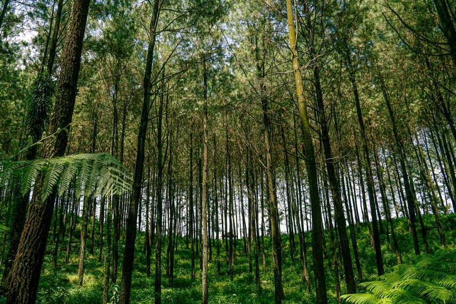 Agrowisata Kopi Jawa Timur: Menyelami Edukasi dan Liburan di Surga Kopi Nusantara