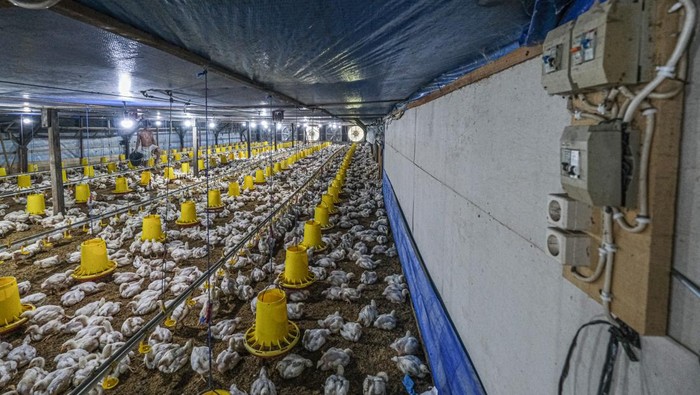 Jerit Tangis Peternak, Harga Ayam Broiler di Kandang Ambruk Tembus Rp 13.000 per Kilogram