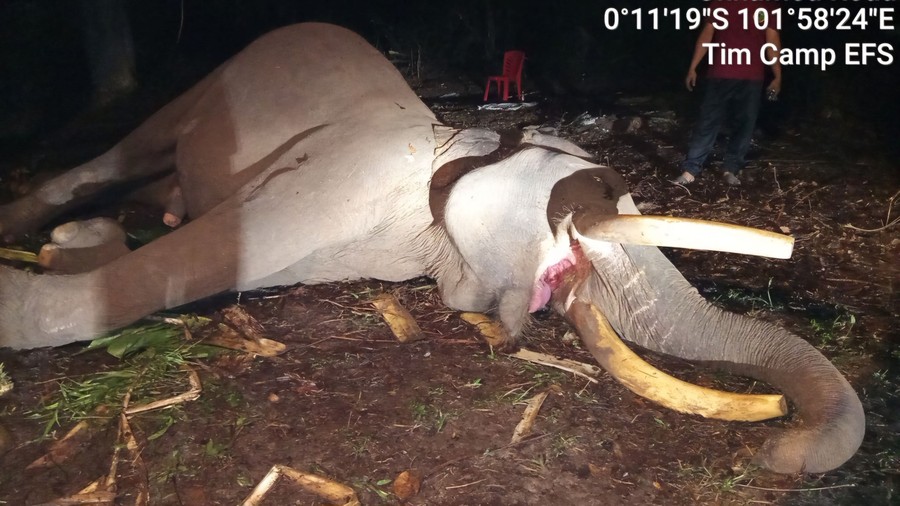 Kapten Indro, Gajah Penjaga Tesso Nilo Berpulang di Usia 45 Tahun