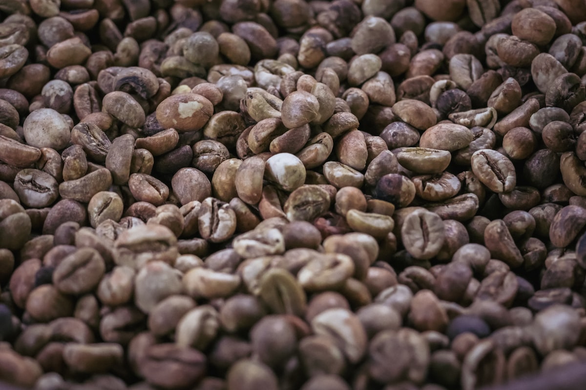 Kopi Luwak: Kemewahan Mewah yang Dibalut Kontroversi Etis Global