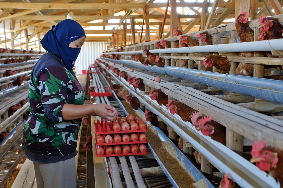 Harga Telur di Temanggung Merosot Tajam, Peternak Keluhkan Daya Beli Lesu