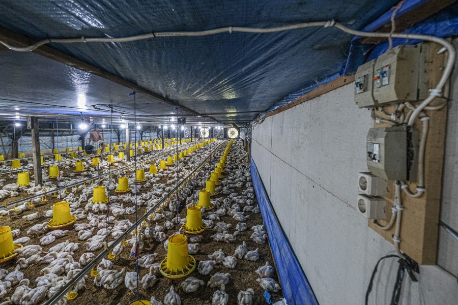 Peternak Teriak Harga Ayam di Kandang Anjlok Jadi Rp 13.000/Kg