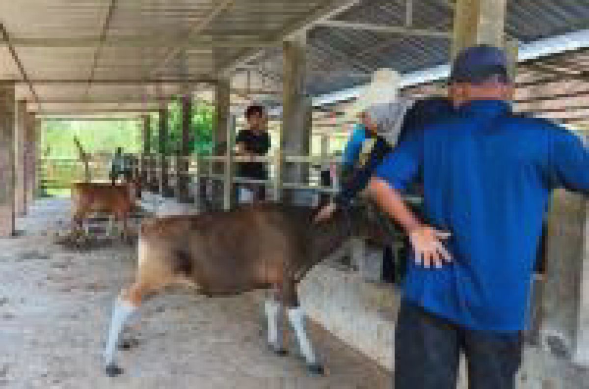 Distankan Pekanbaru Pastikan 3.514 Sapi Kurban Iduladha 2026 Bebas PMK