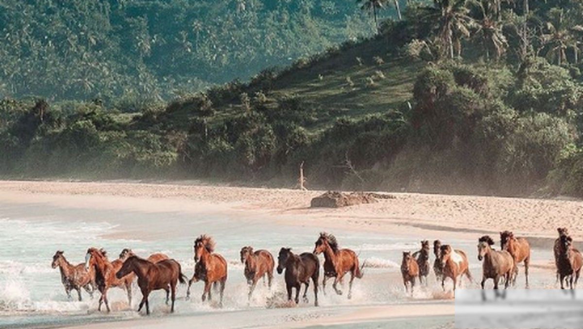 Ilmuwan Temukan Dunia Hilang di Sumba, Ekosistem Langka Terungkap