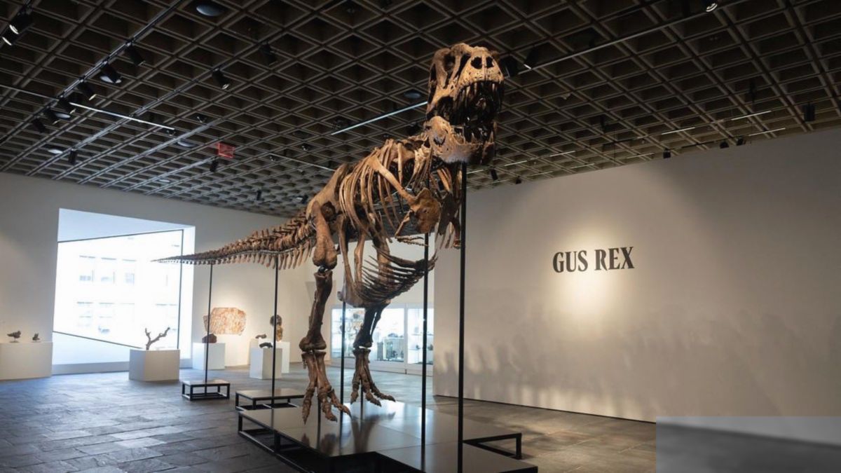 Fosil T-Rex 'Gus' Terjual Rp800 Miliar di Sotheby's New York
