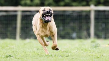 Anjing Pitbull Gigit Anak SD di Bandung Masuk Karantina